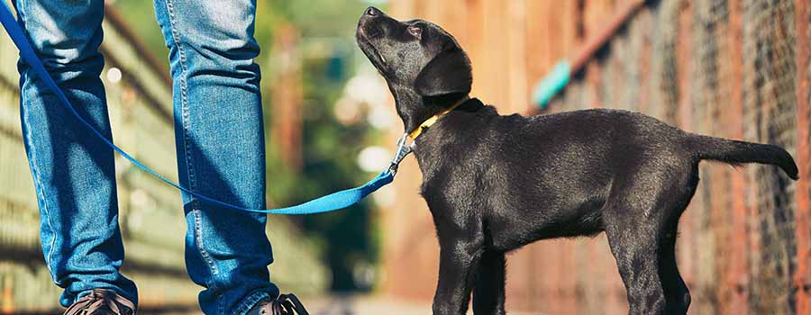Labrador puppy on walk with owner