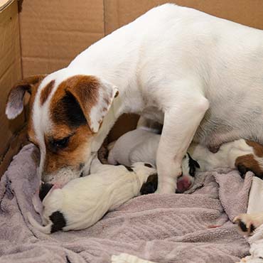 Dog with puppies in whelping box