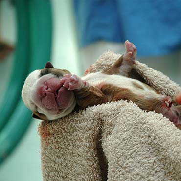 Newborn puppy in towel