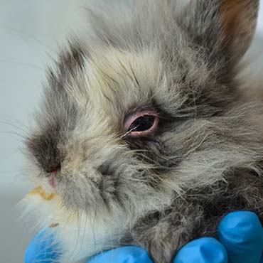 A rabbit with weepy eyes which look red and sore
