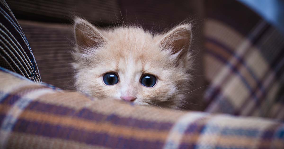 Vet Q&A: Why and when should I neuter my kitten? - PDSA