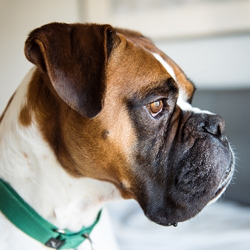 Boxer Pdsa