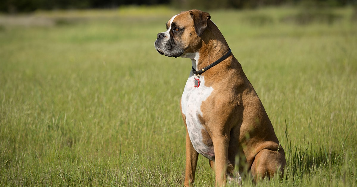 how much should a boxer puppy eat a day