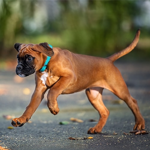are boxers easy to train