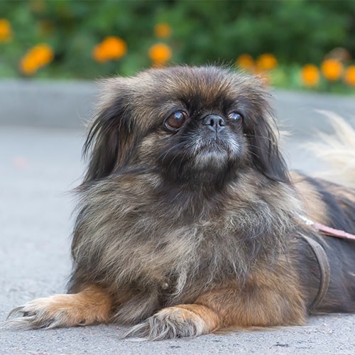 pekingese