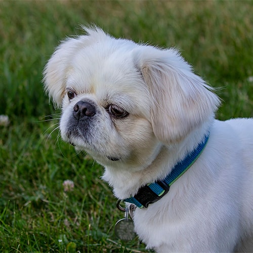 pedigree pekingese puppies for sale