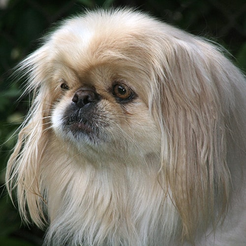 pekingese