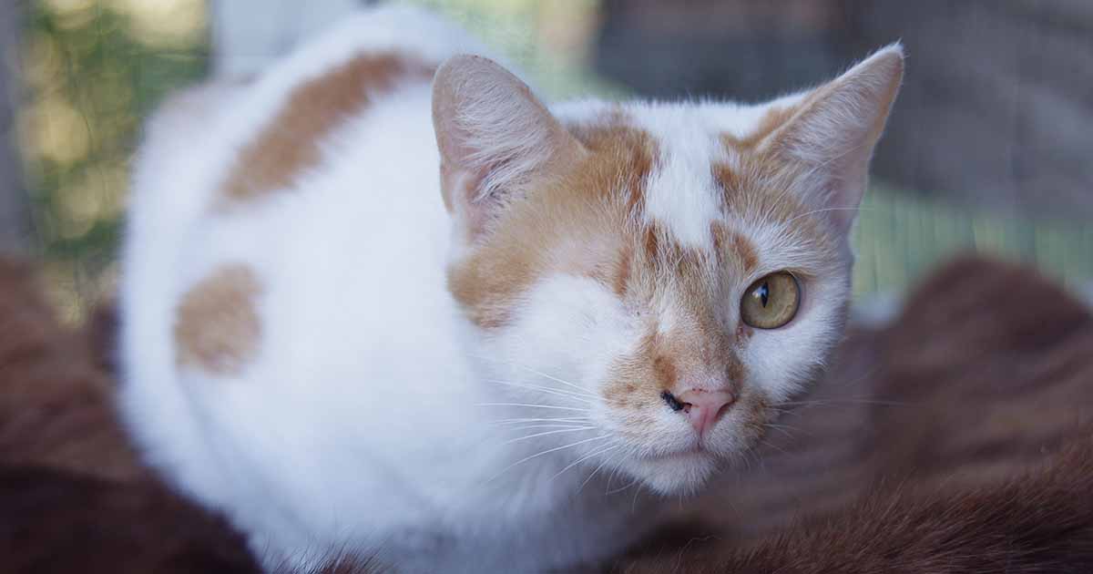 Cat glaucoma treatment clearance cost