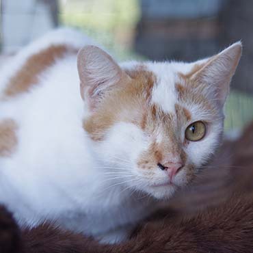 Photo of a cat with right eye removed