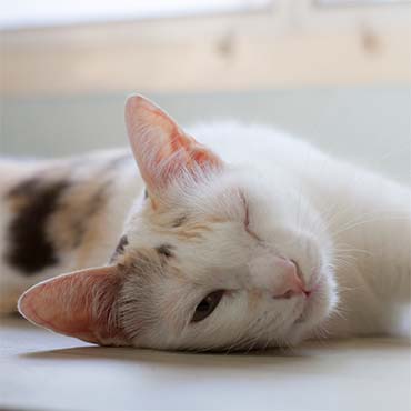 Painful eye eye held closed in cats PDSA