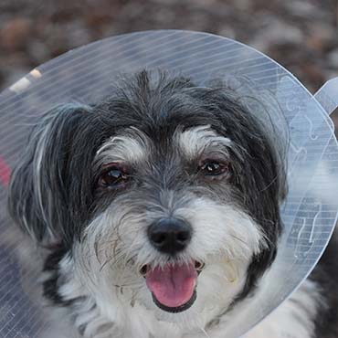 Dog with red swollen eyes