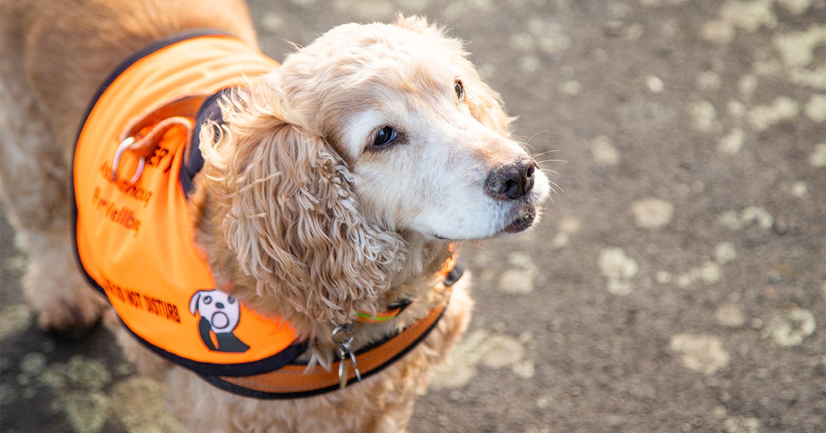 PDSA Commendation for Assistance Dog Milli PDSA