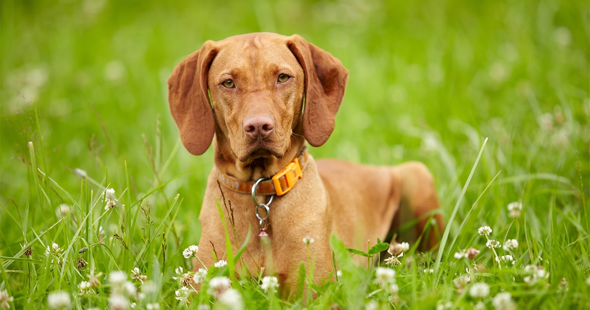 are hungarian vizslas aggressive