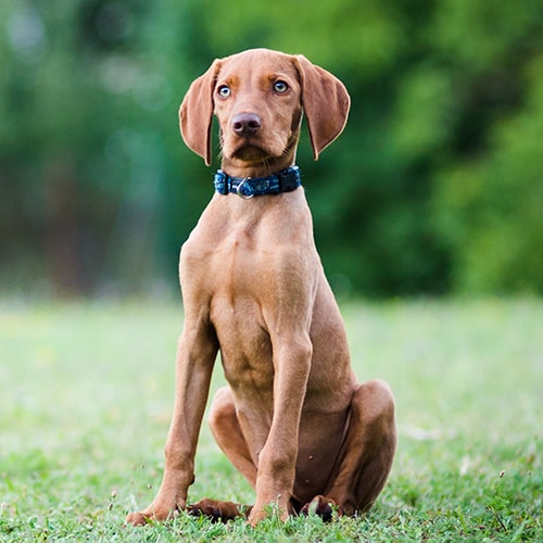 vizsla eating habits