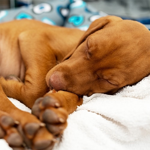 57 Best Photos Vizsla Puppies For Adoption : Vizsla Puppies For Adoption Pets Rehoming Dubai City