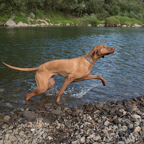 How fast best sale do vizslas run