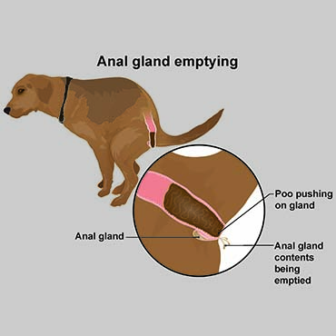 Illustration of dog anal glands emptying 
