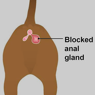 Illustration of blocked anal gland in dogs