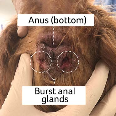 Photo of burst anal glands