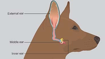 illustration to show the structure of a dog's ear