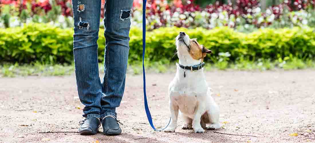 Jack Russell sitting looking up at owner