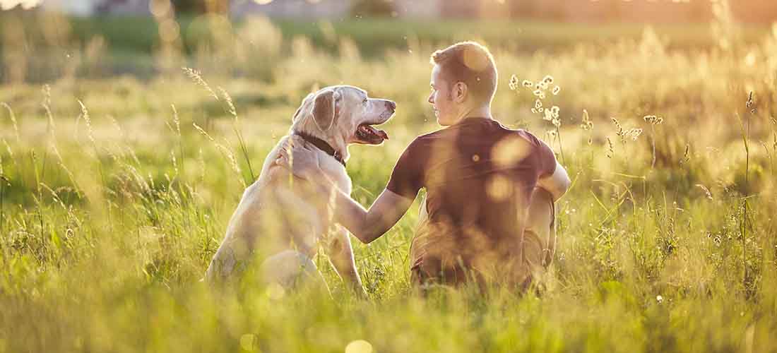 Labrador in park with owner