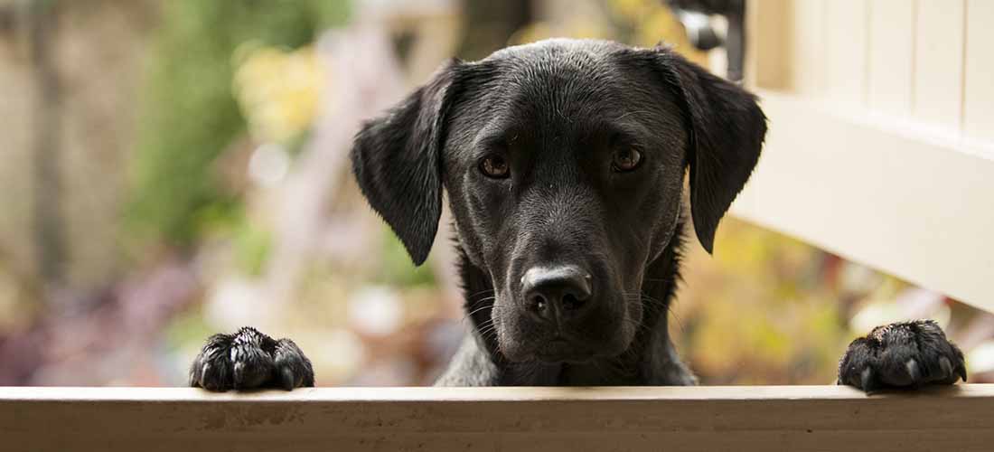 Lab jumping up at stable door