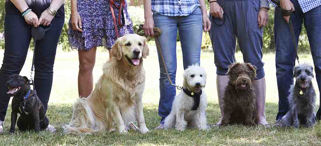 Row of dogs at training class