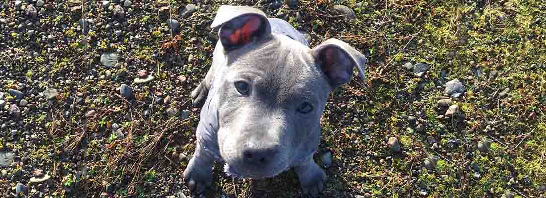 Staffie puppy sat on grass