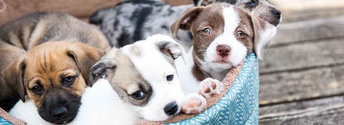 Puppies in a basket together