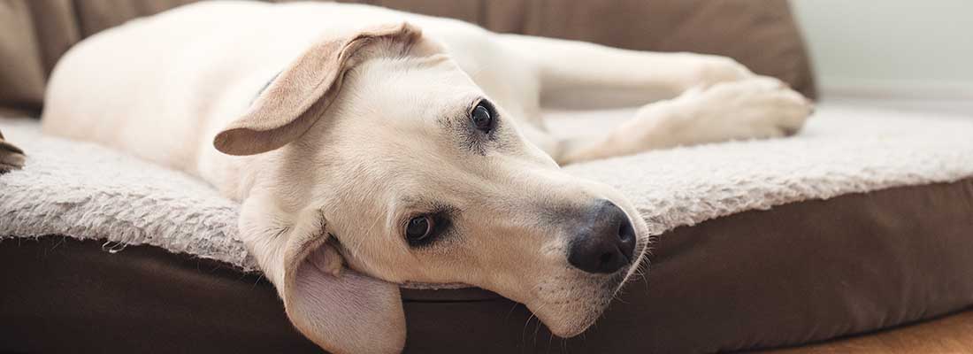 Lab puppy on bed