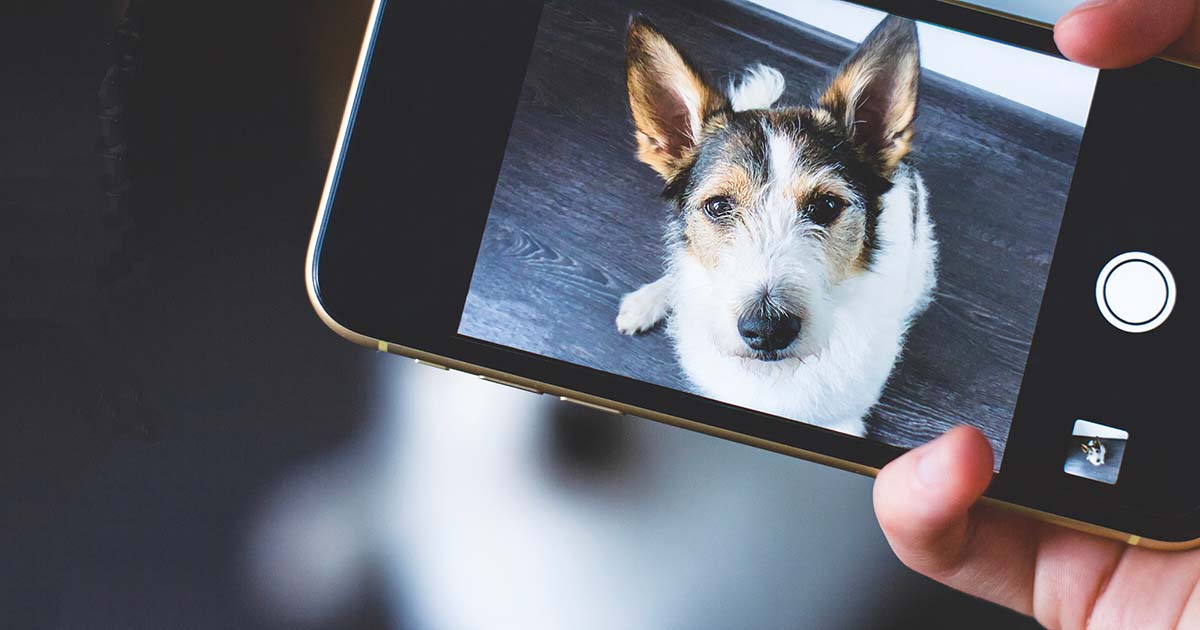 How to take a good photo of your pet PDSA