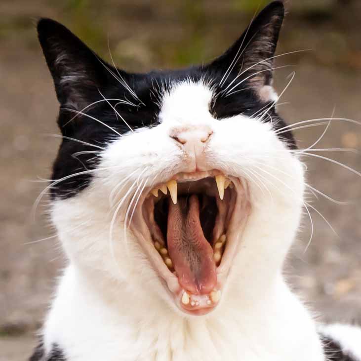 Cat yawning showing teeth