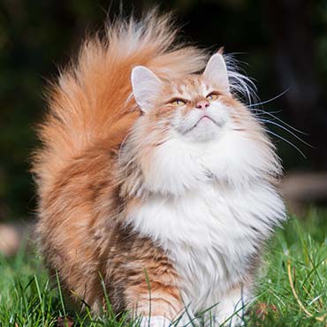 Fluffy cat outside