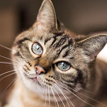 Cat looking at camera