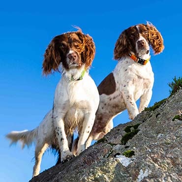 Photo of Max and Paddy on the side of a hill