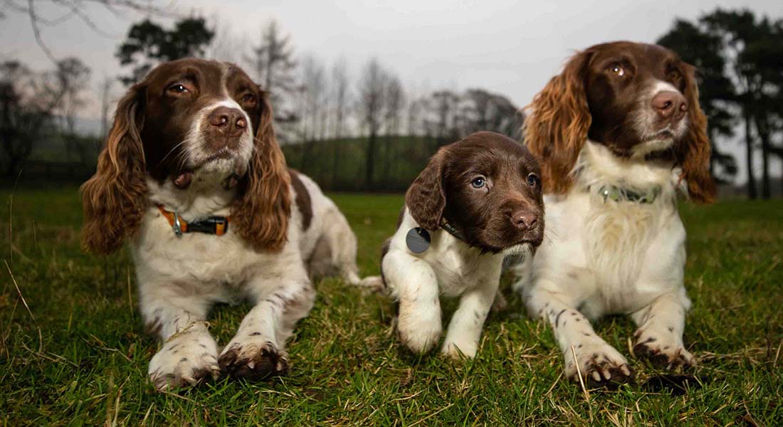 Max, Paddy and Harry together outside