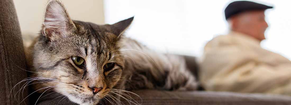 Cat and elderly man on sofa