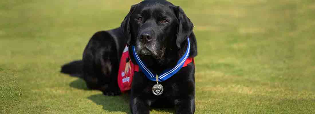 Medical assistance dog Pal wearing his PDSA medal