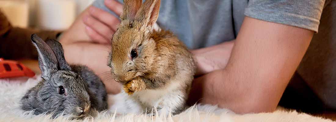 Two rabbits with their owner