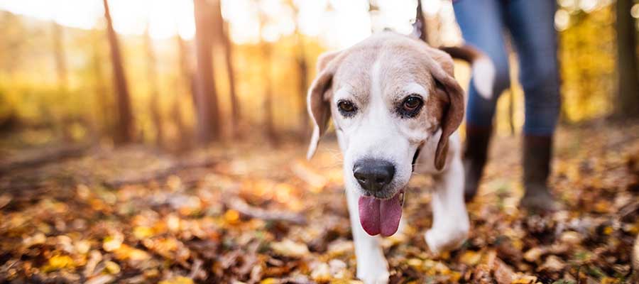 Beagle walking through autumn leaves