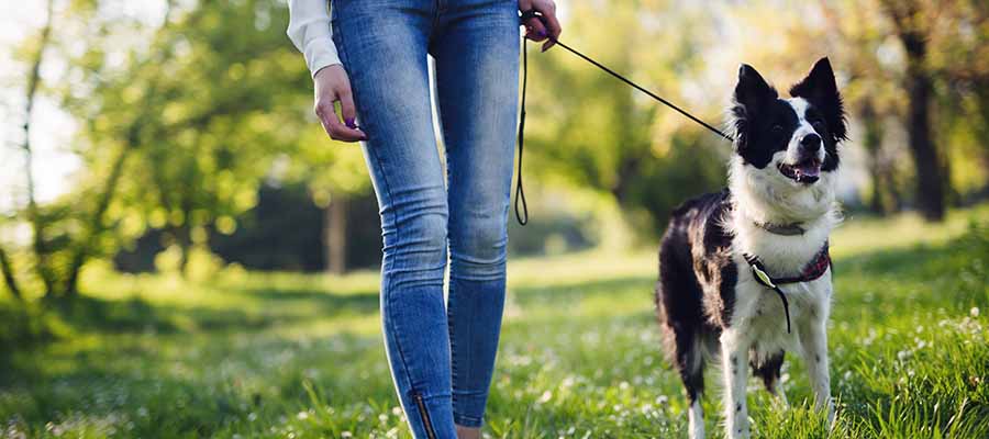 Collie outside with owner on lead in park