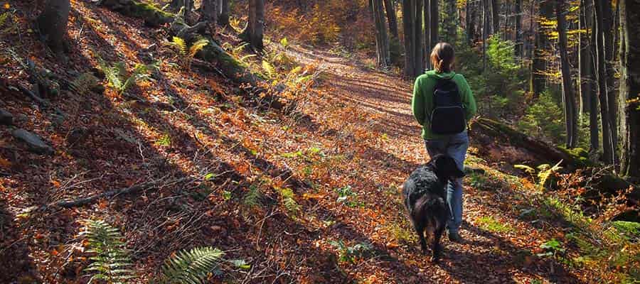 Bigger dog walking through woods with owner