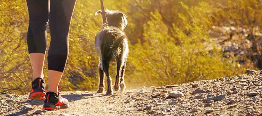 Small dog walking along track with owner