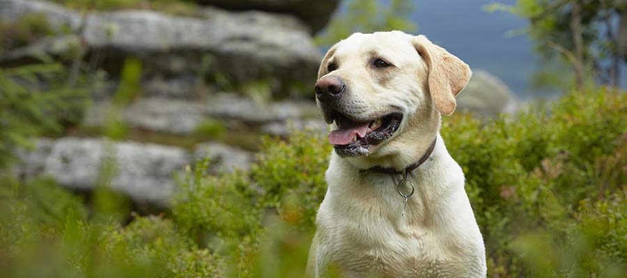 Labrador sat outside during walk