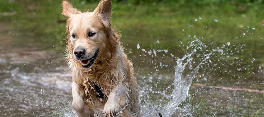 Labrador running through water