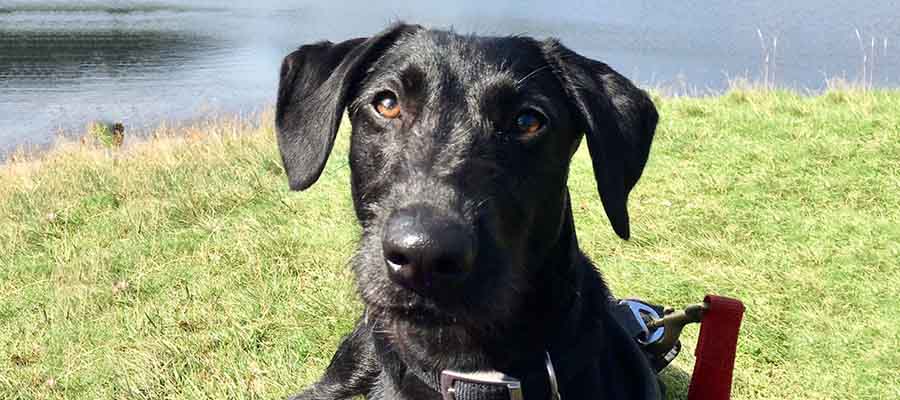 Black Lurcher sitting by a lake