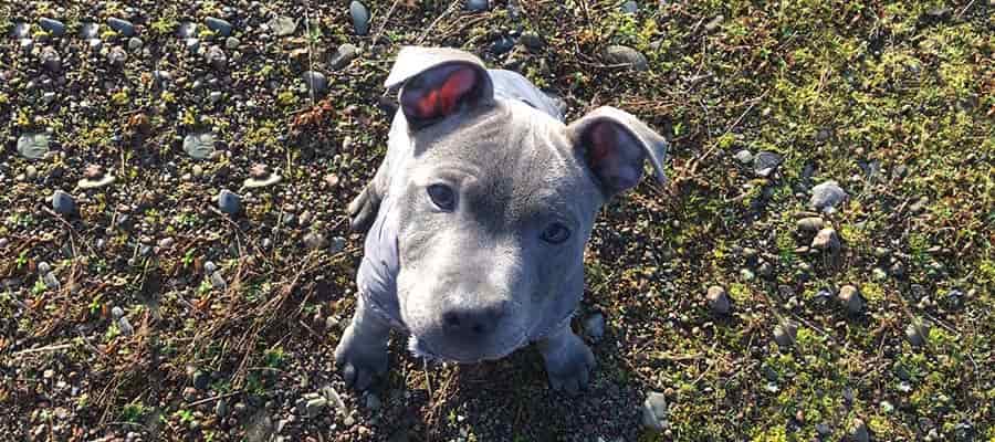 Blue Staffie puppy sitting on grass with coat on