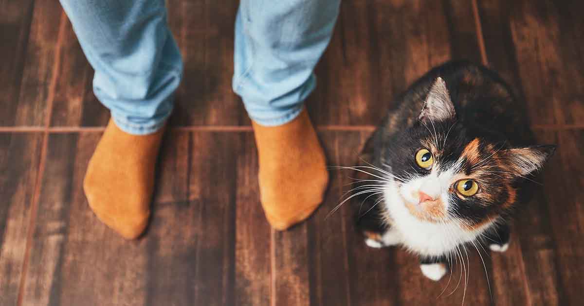Five reasons pets are great for our mental health - PDSA