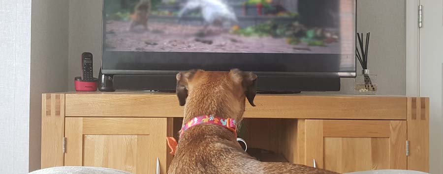 Top 10 animal-related Disney films to watch - PDSA